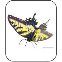 METAL EARTH MMS125 BUTTERFLIES TIGER SWALLOWTAIL 3D METAL MODEL KIT