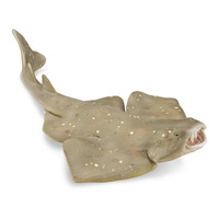 COLLECTA CO88999 ANGEL SHARK FIGURINE